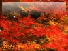 HEgt̃t[ʐ^fށE摜043