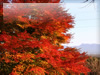 秋・紅葉のフリー写真素材・無料画像044