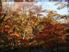 秋・紅葉のフリー写真素材・無料画像045