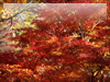秋・紅葉のフリー写真素材・無料画像047