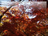 秋・紅葉のフリー写真素材・無料画像048