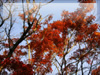 秋・紅葉のフリー写真素材・無料画像049