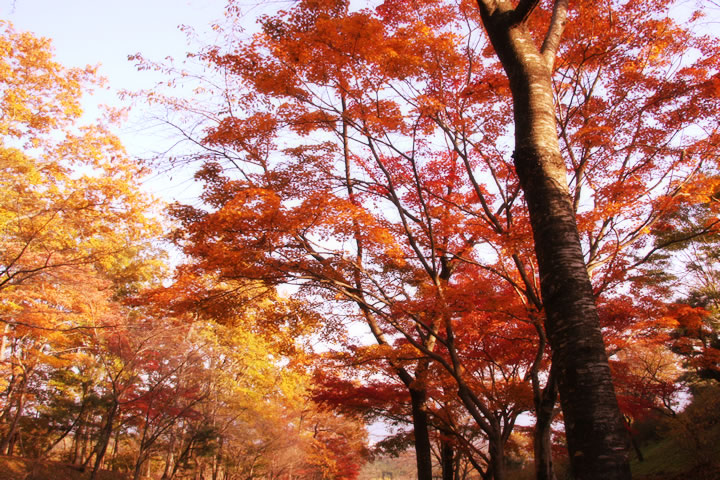 夕暮れ時の秋の山