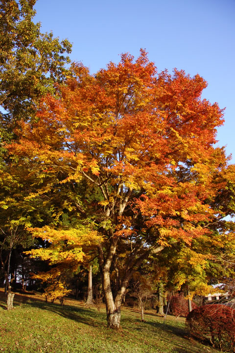 朱赤に紅葉したカエデの樹のフリー写真素材 無料画像075