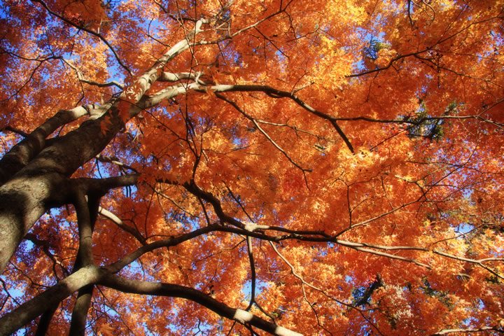 秋 紅葉のフリー写真素材 無料画像107