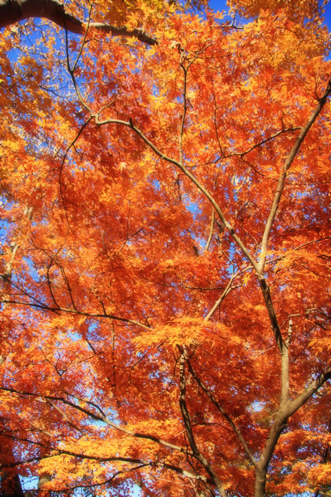 秋 紅葉のフリー写真素材 無料画像114