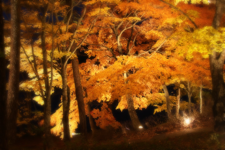 秋 紅葉のフリー写真素材 無料画像126
