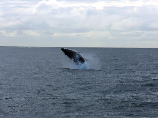 ザトウクジラのブリーチング