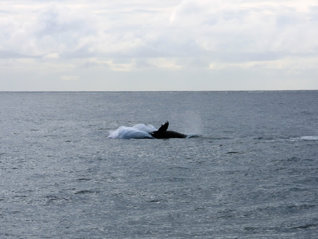 ザトウクジラの大ジャンプ