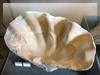 オオジャコガイのフリー写真素材・無料画像