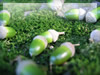 ドングリのフリー写真素材・無料画像