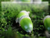 団栗のフリー写真素材・無料画像