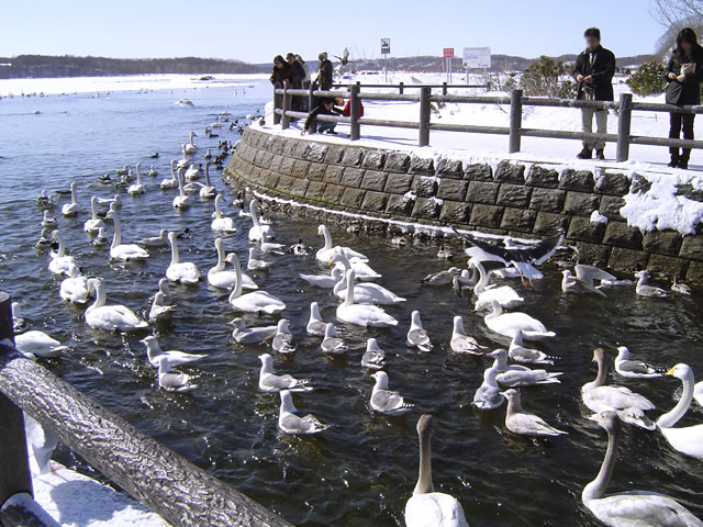騰沸湖（とうふつこ）の白鳥たちのフリー写真素材・無料画像