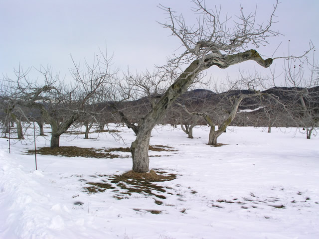 林檎の木　冬