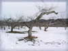 雪が積もるりんご園の冬の無料写真