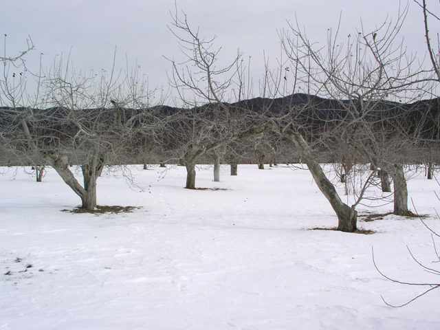 冬の果樹園