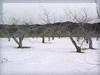 冬・雪景色の果樹園の無料画像
