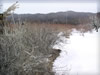 冬・スグリの木と雪景色のフリー写真素材