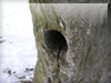冬眠・キツツキ穴のフリー写真素材・無料画像