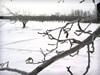 林檎の枝と雪景色の無料写真素材