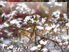 積雪の灯台躑躅（ドウダンツツジ）　冬・雪景色のフリー写真素材・無料画像037