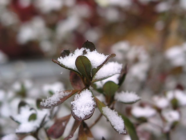 冬・雪とドウダンツツジのフリー写真素材・無料画像