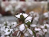 雪とドウダンツツジ　冬・雪景色のフリー写真素材・無料画像038