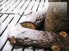 積雪の切り株　冬・雪景色のフリー写真素材・無料画像039