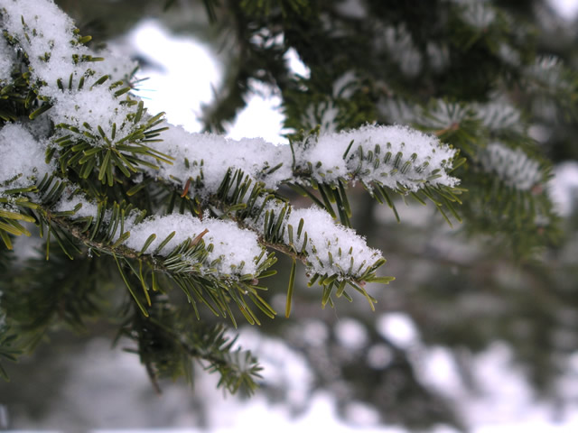 モミの木と雪