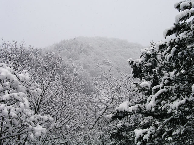 雪の降る夕方森に寄って