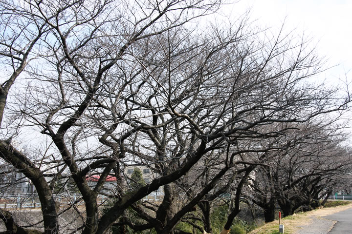 冬の桜並木