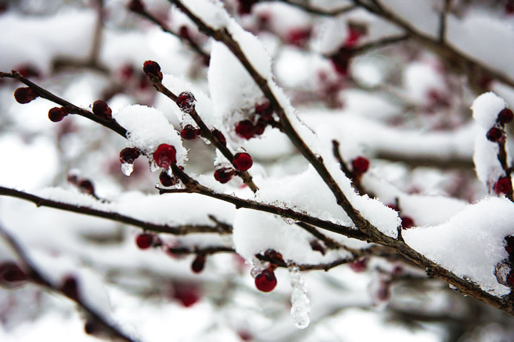 冬 雪景色のフリー写真素材 無料画像 124