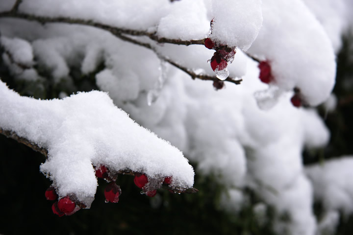 冬 雪景色のフリー写真素材 無料画像 125