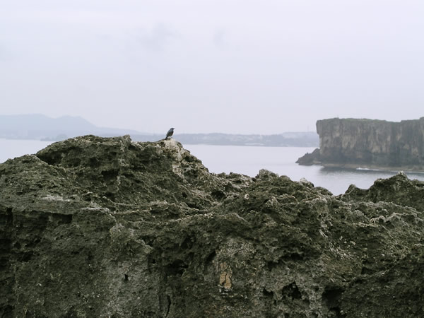 岩と小鳥 残波岬 のフリー写真素材 無料画像