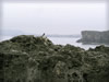 岩と小鳥（残波岬）