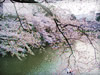 千鳥ヶ淵の染井吉野の無料画像
