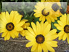 黄色いアステリスカスの花のフリー写真