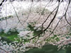 「千鳥が淵の櫻」の無料写真