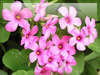 ピンクのオキザリスの花の無料画像