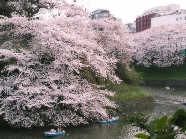 千鳥ヶ淵　桜とお堀