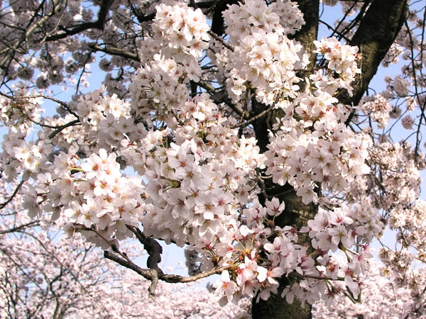 フルーツパークの桜