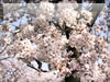 フルーツパークの桜