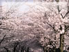 桜のトンネルの無料写真