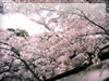 桜の名所「千鳥ヶ淵」の無料写真