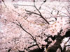 一面のさくら桜の無料画像