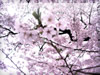 桜色（染井吉野）の無料画像