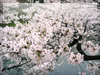 水辺の桜（千鳥ヶ淵）のフリー写真