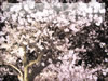 千鳥ヶ淵の夜桜のフリー写真