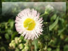 ハルジオンの花の無料画像