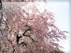 枝垂れ櫻の無料画像